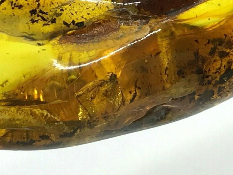 Natural Baltic Amber Pendant With Insect Inclusion Silver Gold Plated 10,6g 7310