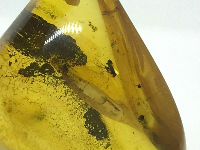 Real Natural Baltic Amber Pendant With Insect Inclusion Drop Silver 925 Gold Plated 5g 6097