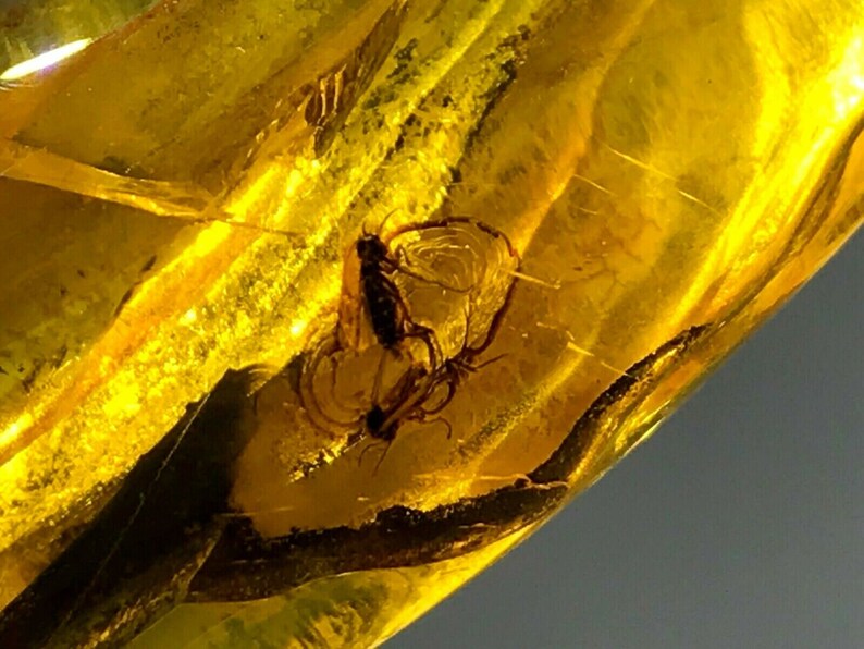 2 Insects Natural Baltic Amber Pendant With Insect Inclusion SilverGP 8,2g 6909