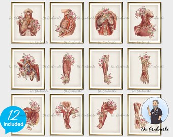 Vein Full Color Picture to Frame Circulatory System Heart Circulation of Blood 1925 Vintage Print Arteries Vessels Wall Hanging Decor