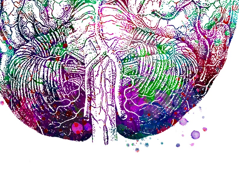 Brain Watercolor Print Neurology Art Anatomy Print Neurologist Etsy