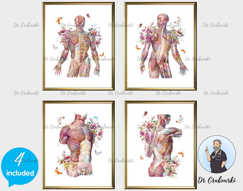Torso Muscles Poster Floral Anatomy Art Human Muscular ...