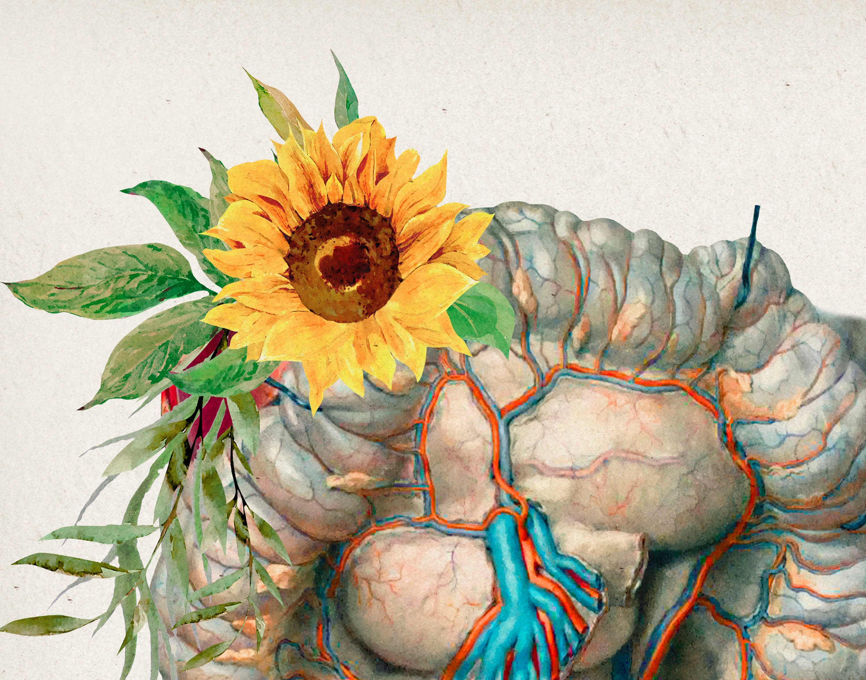 Digestive System and Sunflowers Art GI Tract Anatomy Large Etsy