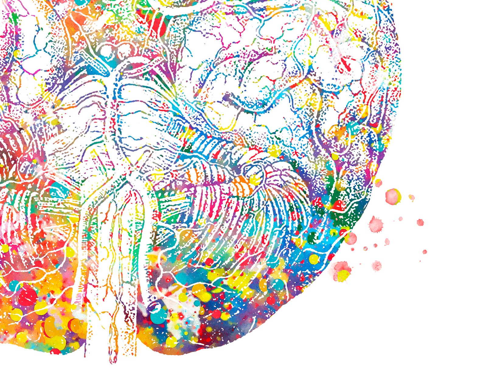 Neurologist Decor Brain watercolor Neurology Art Anatomical Etsy