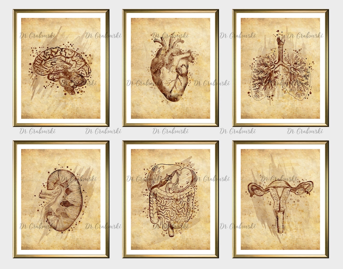 Vintage Anatomy Art Set of 6 Human Internal Organs Print Etsy