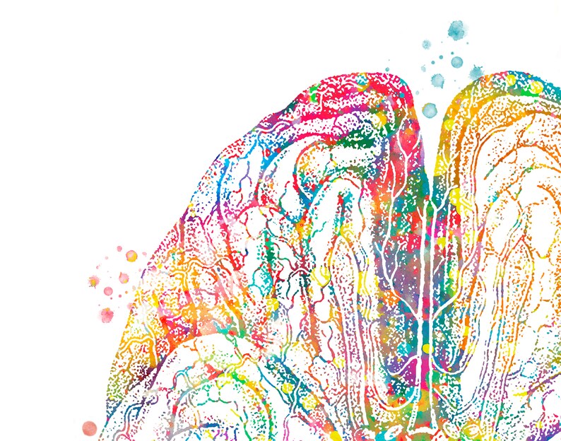 Neurologist Decor Brain watercolor Neurology Art Anatomical | Etsy