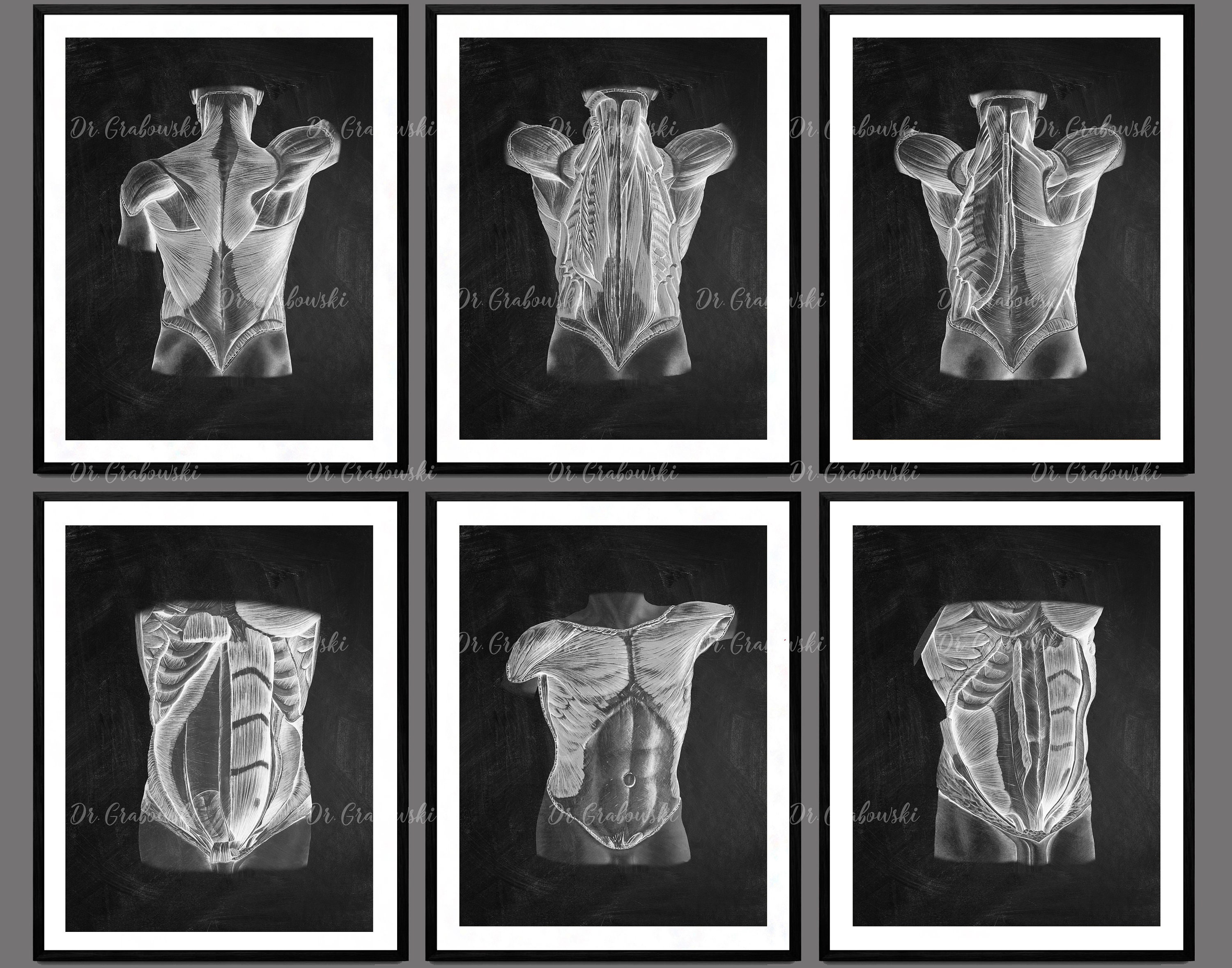6 Posters of Human Anatomy Chalkboard Art Muscular System Etsy