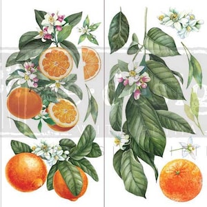 CITRUS SLICE Redesign Décor Transfer