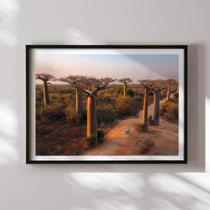 Könnte beinhalten: Eine Luftaufnahme einer unbefestigten Straße, die sich durch einen Hain hoher, schlanker Baobab-Bäume in Madagaskar schlängelt. Die Bäume haben eine glatte, graue Rinde und sind vor einem klaren blauen Himmel silhouettiert. Die Straße ist von grüner Vegetation gesäumt und die Sonne geht in der Ferne unter und wirft einen warmen Schein auf die Szene.