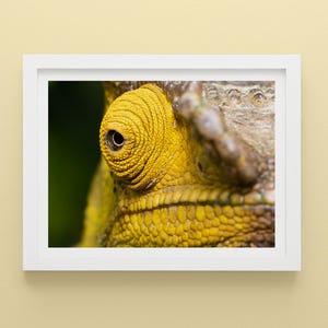 Chameleon Eye Macro Print: Madagascar Reptile Photography