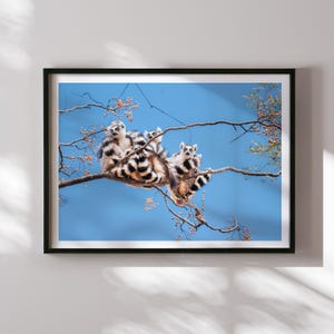 Stampa di lemuri del Madagascar, fotografia di lemure dalla coda ad anelli, arte murale della fauna selvatica, decorazione della foresta tropicale, poster di viaggio sulla natura africana