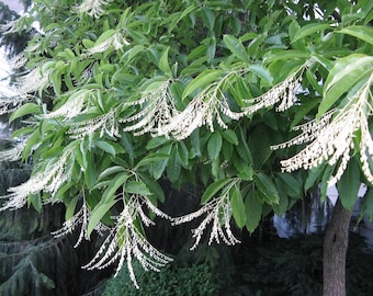 Oxydendrum arboreum (Sourwood)