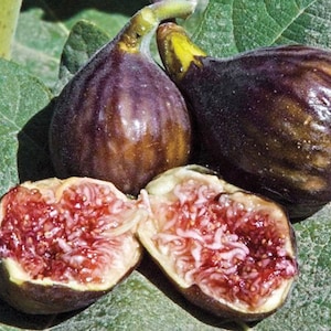 Fig ‘Fignomenal’ Dwarf Container Tree
