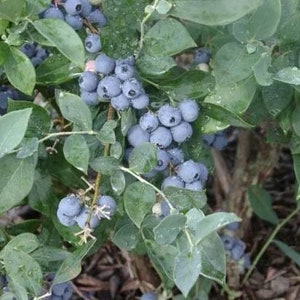 May include: Close-up of a blueberry bush with ripe, blue blueberries growing on the branches. The leaves are green and the blueberries are clustered together.
