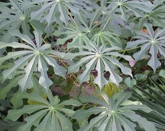 Manihot grahamii (Hardy Tapioca)