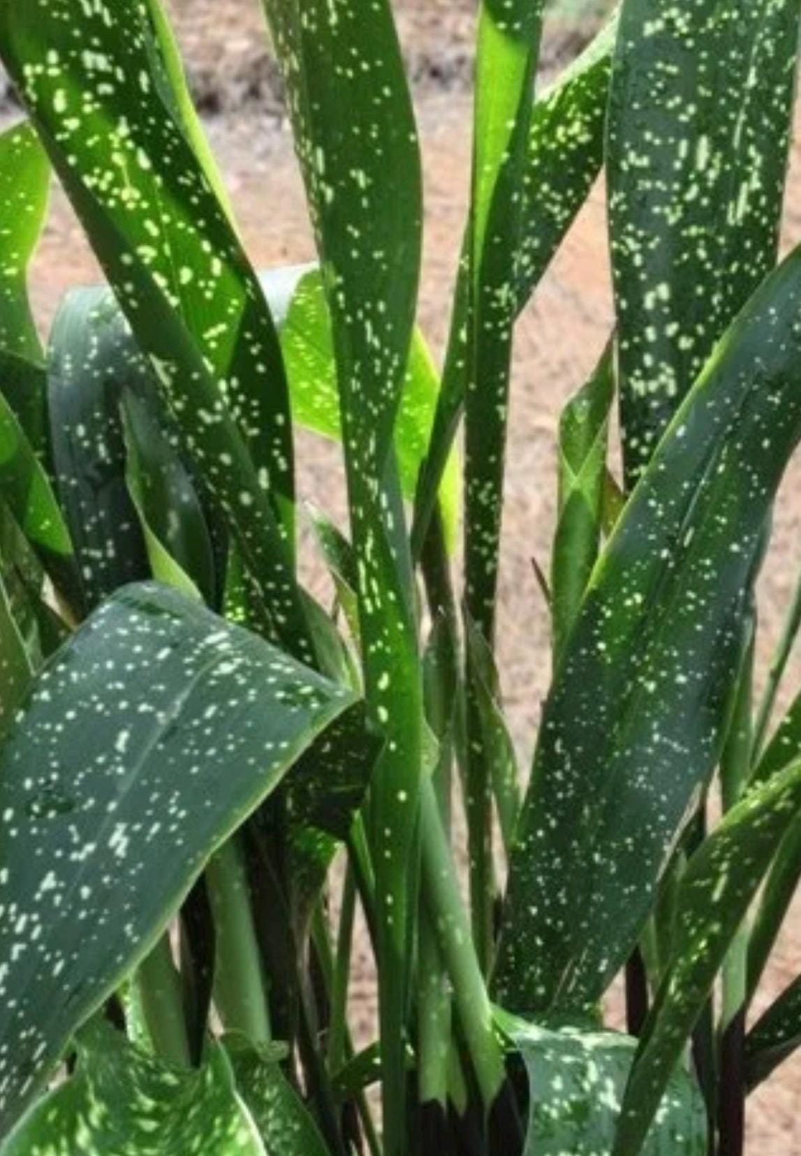 Aspidistra Sichuanensis 'spek-tacular' (variegated Cast Iron Plant) - Etsy