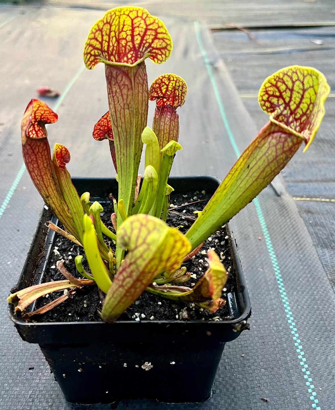 SPICARE Men's Gardener 1069 4本セット SPICARE Men's ショップ Gardener 1069 4本セット SPICRE スピケア