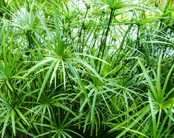 Cyperus alternifolius (Umbrella Palm)