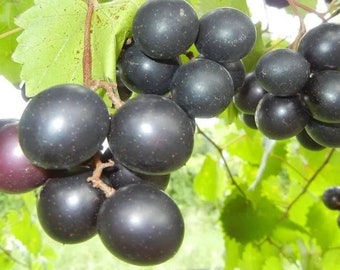 Muscadine ‘Cowart’ southern grape vine