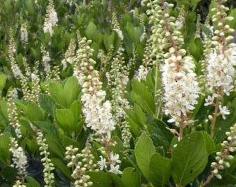 Clethra alnifolia (Summersweet)