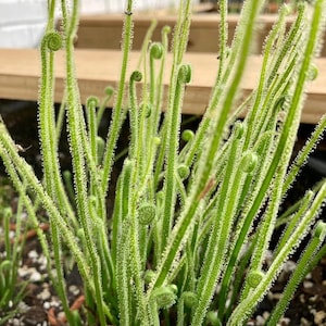 Drosera filiformis var. tracyi (Southern Threadleaf Sundew)