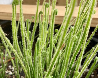 Drosera filiformis var. tracyi (Southern Threadleaf Sundew)