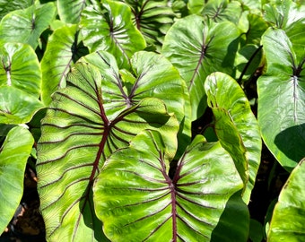 Colocasia ‘Pharaoh’s Mask’ (Rare Elephant Ear)