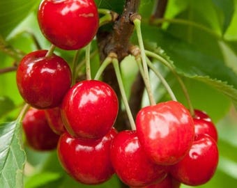 Prunus japonica x jacquemontii ‘Jan’ Bush Cherry