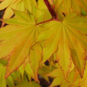 May include: Close-up of vibrant yellow and green Japanese maple leaves. The leaves have a star-like shape with pointed lobes and red edges. The image highlights the intricate details and textures of the foliage.