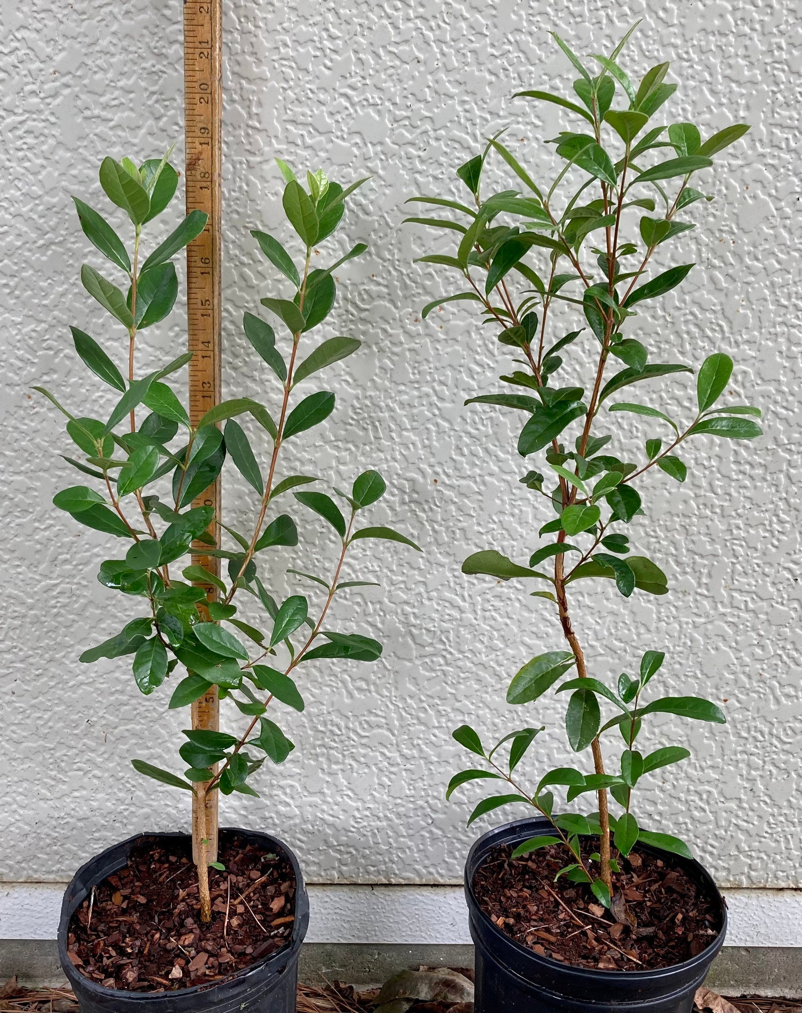 Feijoa Sellowiana nazemetz pineapple Guava Etsy