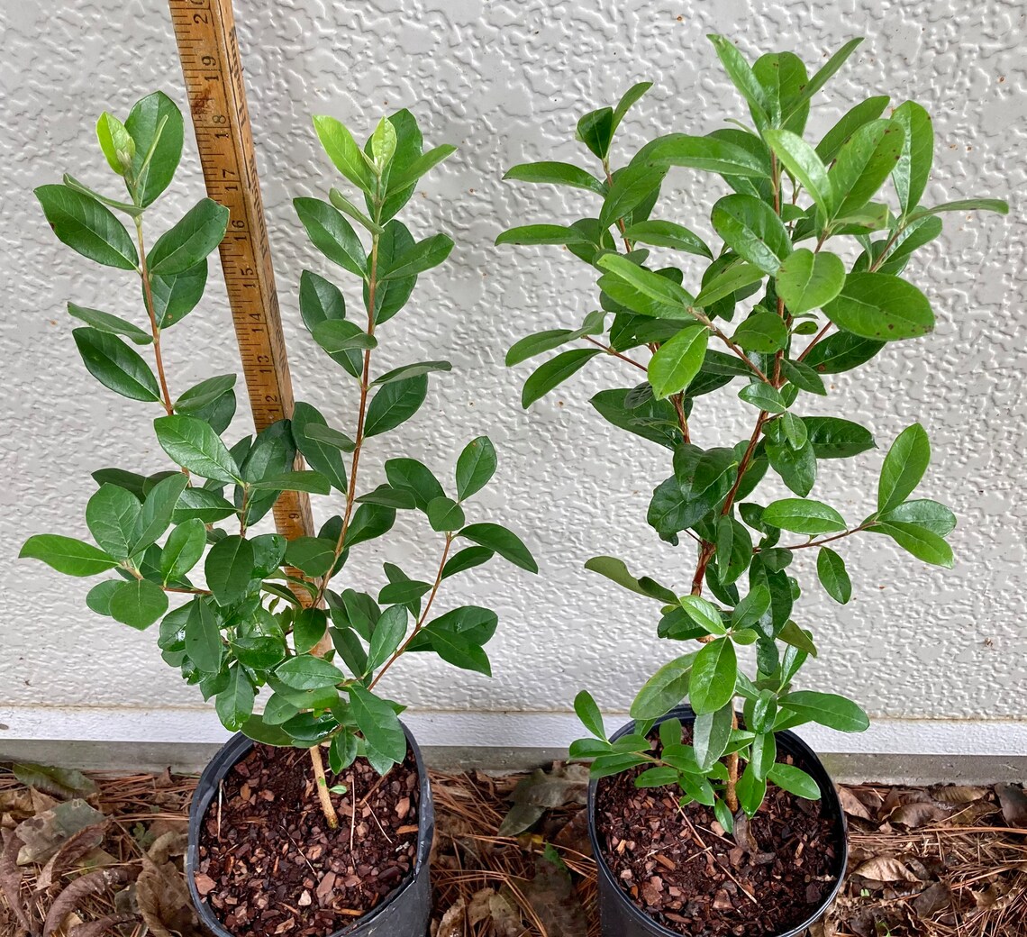 Feijoa Sellowiana nazemetz pineapple Guava Etsy