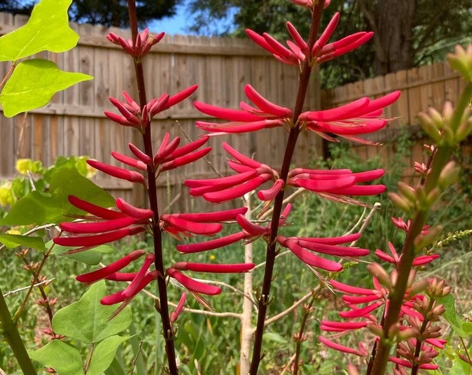 Erythrina Herbacea Coral Bean Seeds – Exotic Red Flowers, Hardy Zones 7-10, Unbranded