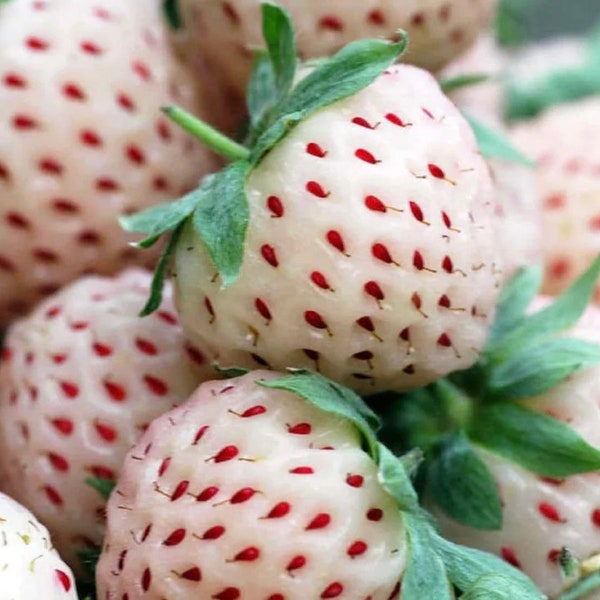 White Pine Strawberry (Pineberry)