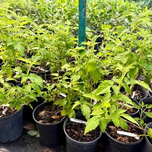May include: A collection of young raspberry plants in black plastic nursery pots, each featuring bright green serrated leaves and a small white identification tag. A green measuring stick is visible, showing a height of approximately 20 inches.