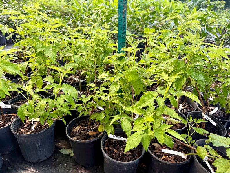 May include: A collection of young raspberry plants in black plastic nursery pots, each featuring bright green serrated leaves and a small white identification tag. A green measuring stick is visible, showing a height of approximately 20 inches.