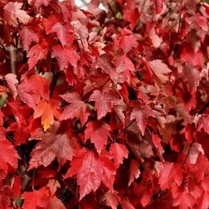 May include: Close-up of vibrant red maple leaves. The leaves display a range of red hues, from deep crimson to lighter shades, creating a rich, textured appearance. The image captures the beauty of autumn foliage, showcasing the intricate details of the leaves.