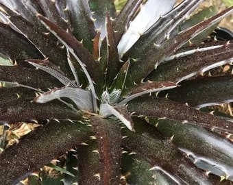 4 Mini Hanging Basket Grape Jelly Sawblade Dyckia Plant Succulent Bromeliad 4 Mini Hanging Basket Grape Jelly Sawblade Dyckia Plant Succulent Bromeliad