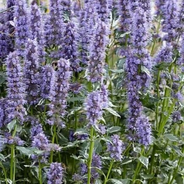 Agastache ‘Crazy Fortune’