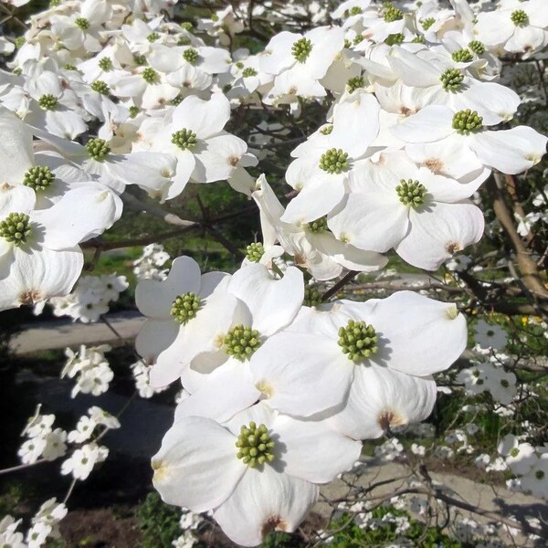 Cornus florida (White Flowering Dogwood)