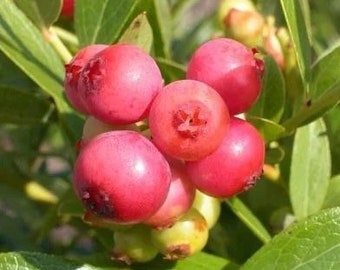 Rabbiteye Blueberry ‘Pink Lemonade’