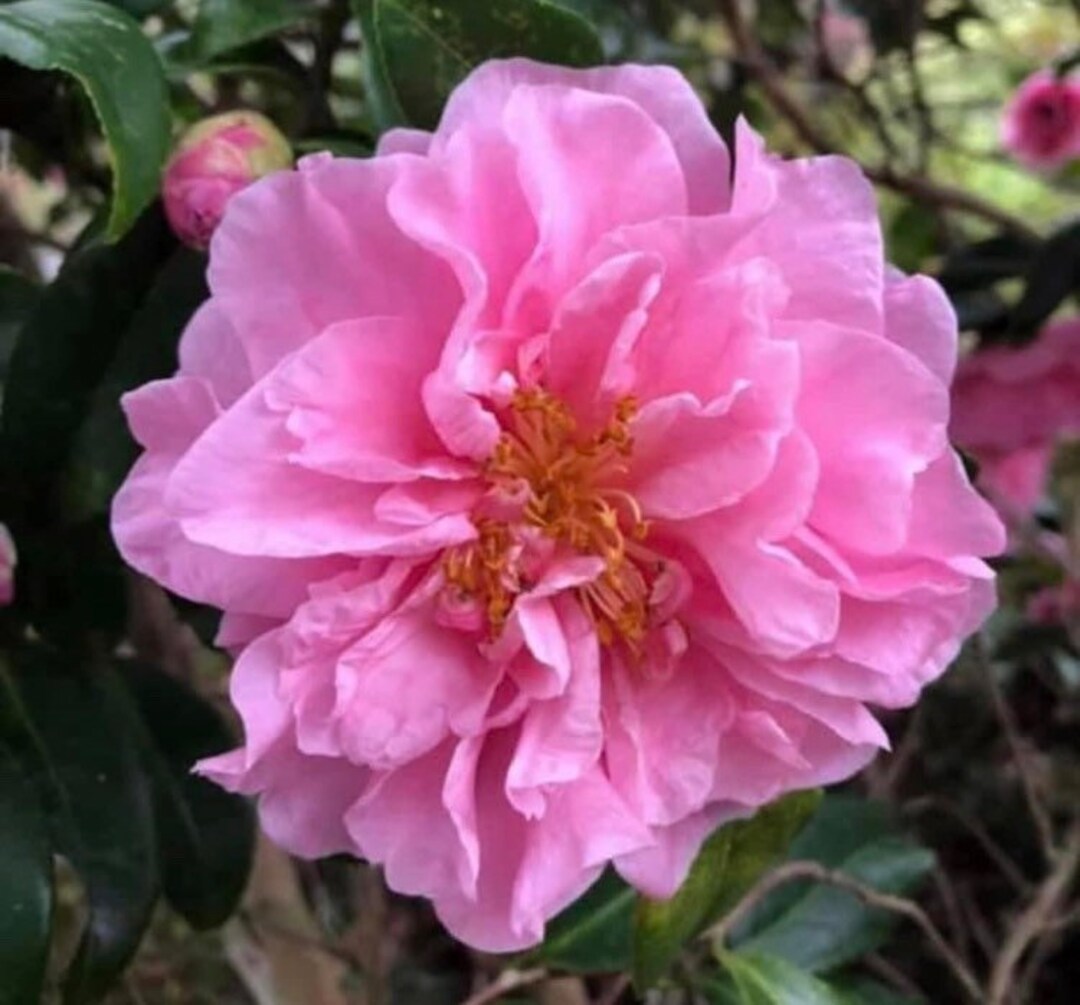 Camellia X egao Corkscrew Etsy