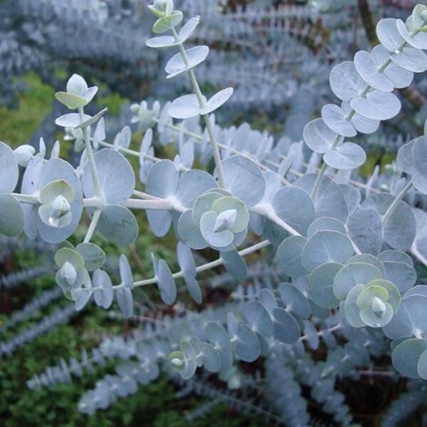 Eucalyptus pulverulenta ‘Baby Blue’ (Florist Silver Dollar)