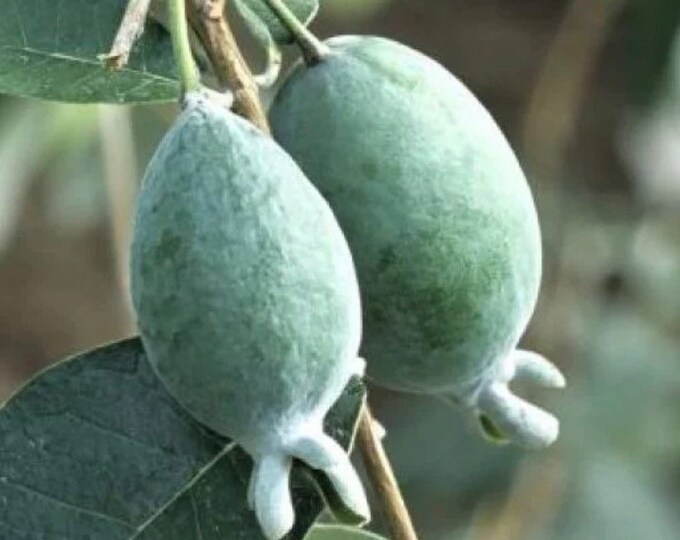 Feijoa Sellowiana nazemetz pineapple Guava Seedling Etsy