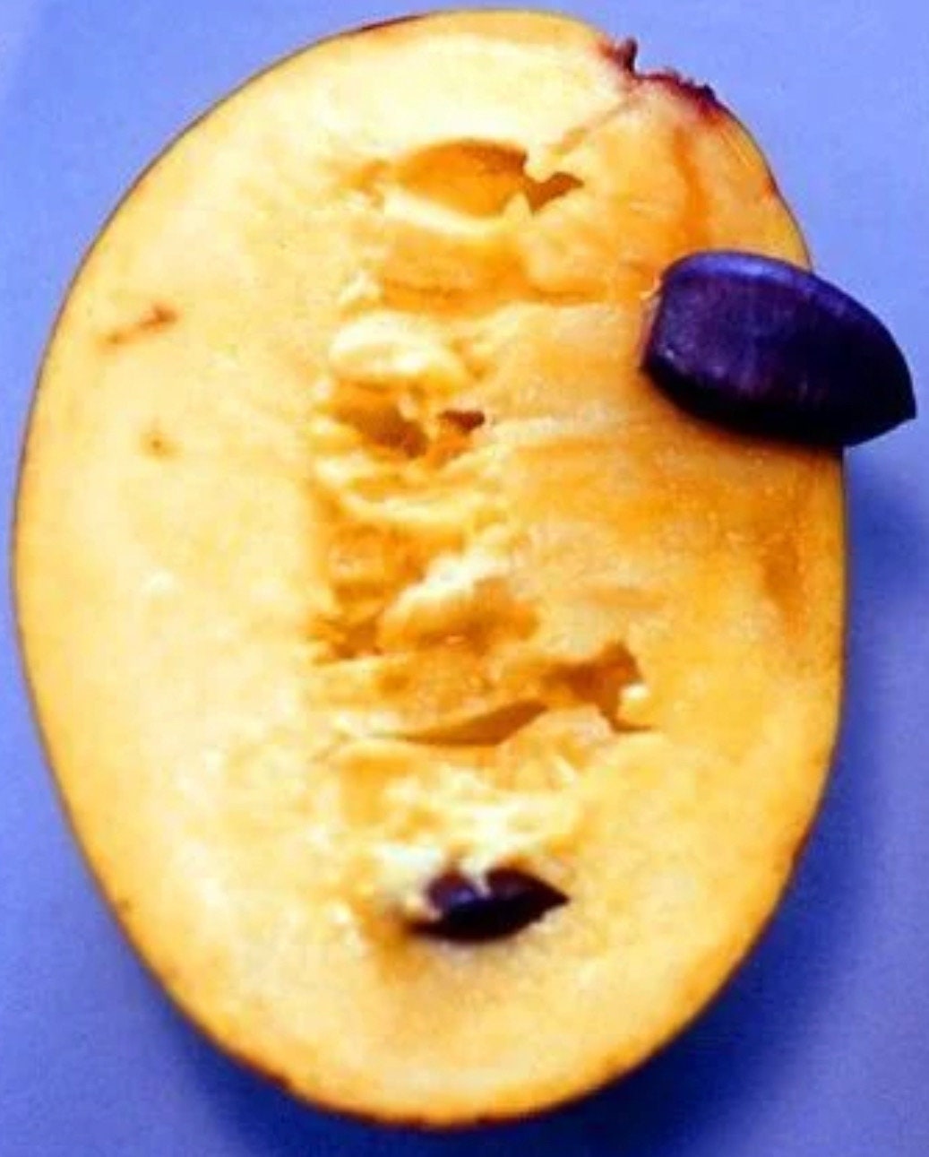 Asimina triloba Susquehanna 'Levfiv' (Peterson Pawpaw)