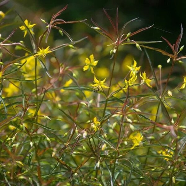 Lysimachia lanceolata ‘Purpurea’