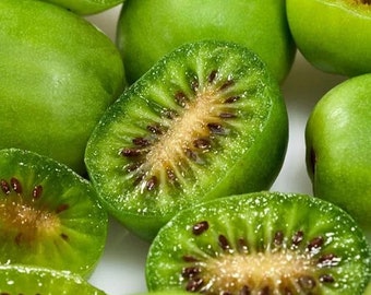 Actinidia arguta ‘Issai’ (Hardy Kiwi)