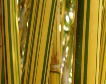 Bambusa multiplex ‘Alphonse Karr’ (Variegated Clumping Bamboo)