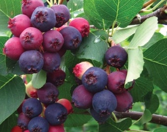 May include: A cluster of serviceberries hanging from a branch with green leaves. The round fruits display a gradient of colors, ranging from bright red and pink to deep purple and dark blue, each featuring a small, star-shaped calyx at the base.