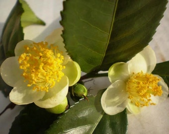 Puede incluir: Primer plano de dos flores blancas con centros amarillos brillantes y capullos verdes. Los pétalos son delicados y ligeramente translúcidos. Hojas de color verde oscuro rodean las flores, creando una composición natural y fresca. La imagen captura la belleza de la naturaleza.