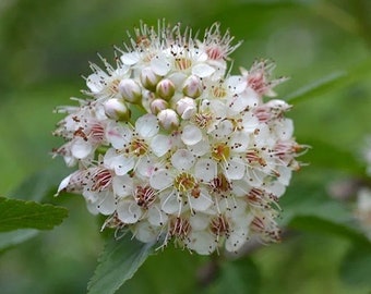 Physocarpus opulifolius (Ninebark)